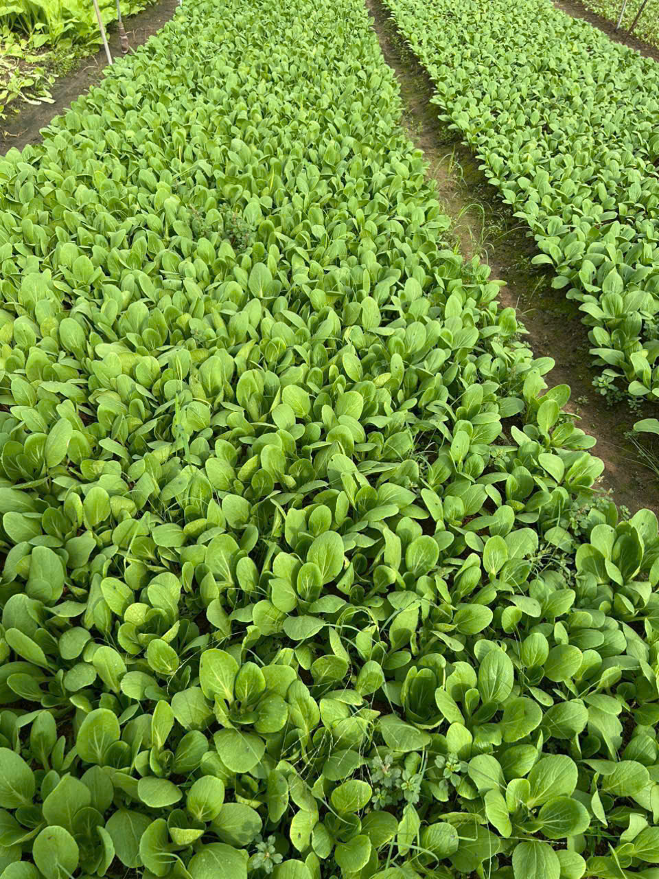 CÔNG TY TNHH THỰC PHẨM HAPPY FARM